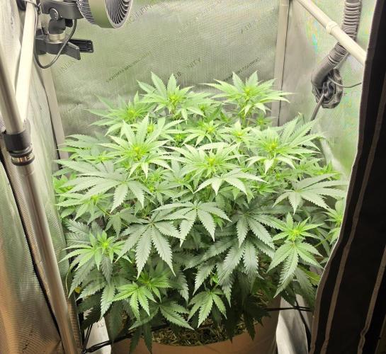 Gorilla Runtz - Living Soil. Week 7