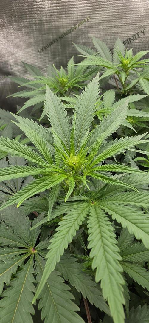 Gorilla Runtz - Living Soil. Week 7