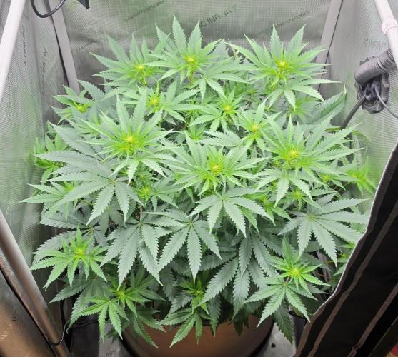 Gorilla Runtz - Living Soil. Week 7