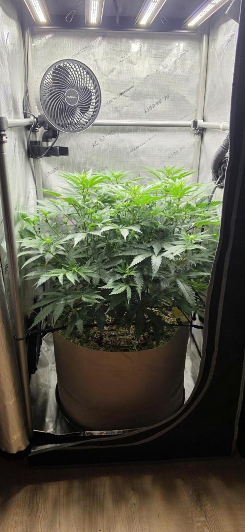 Gorilla Runtz - Living Soil. Week 7