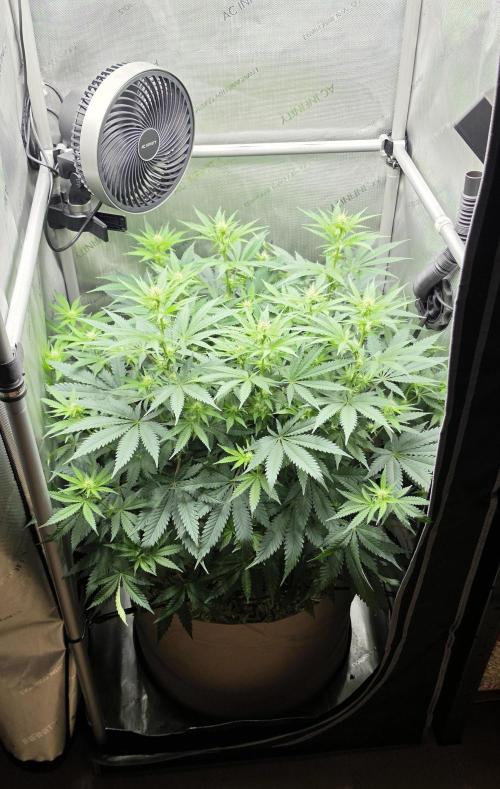 Gorilla Runtz - Living Soil. Week 7