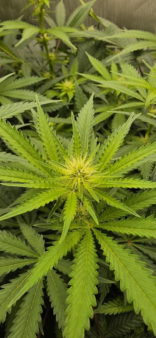 Gorilla Runtz - Living Soil. Week 7