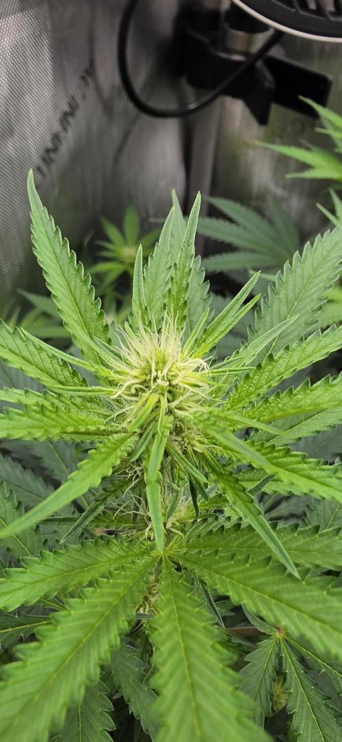 Gorilla Runtz - Living Soil. Week 7