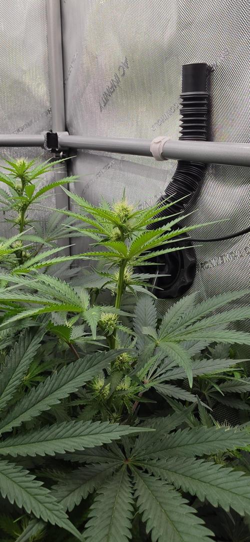 Gorilla Runtz - Living Soil. Week 7