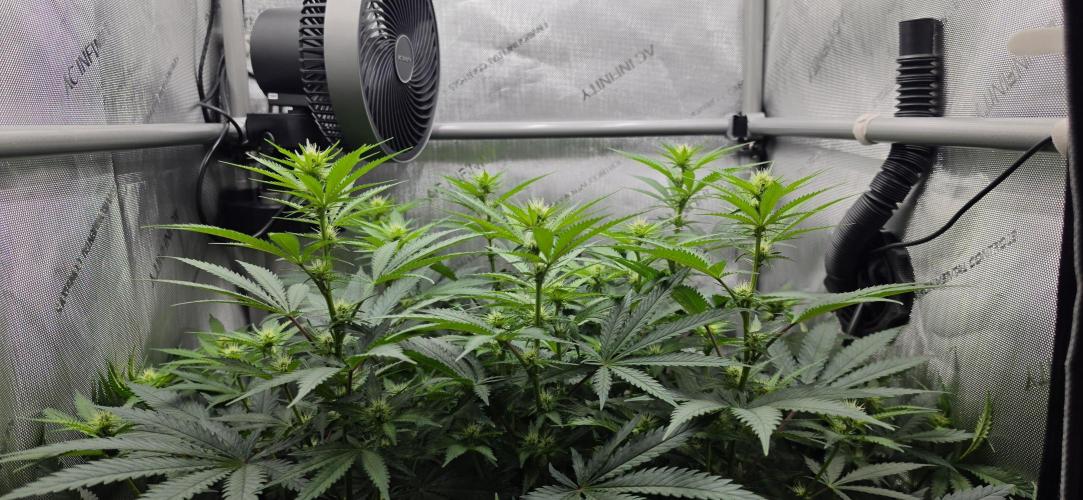 Gorilla Runtz - Living Soil. Week 7