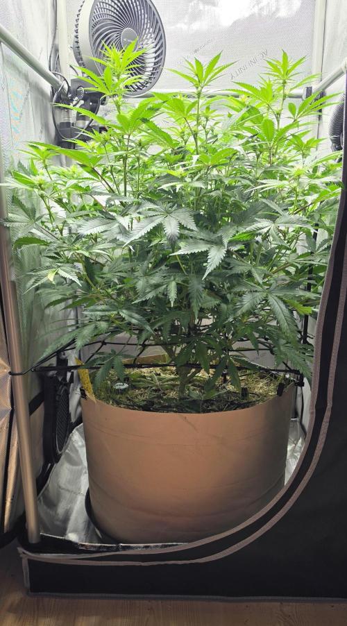 Gorilla Runtz. Week 7