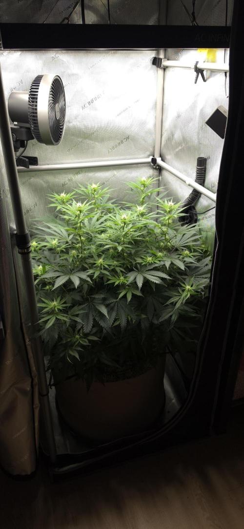 Gorilla Runtz - Living Soil. Week 8