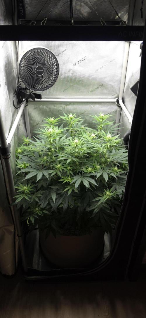 Gorilla Runtz - Living Soil. Week 8