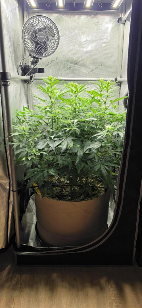 Gorilla Runtz - Living Soil. Week 8