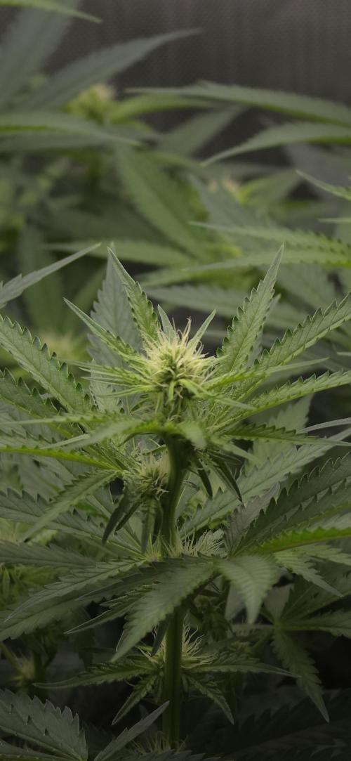 Gorilla Runtz - Living Soil. Week 8