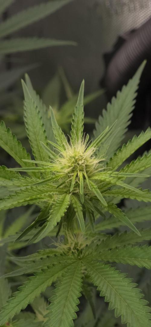 Gorilla Runtz - Living Soil. Week 8