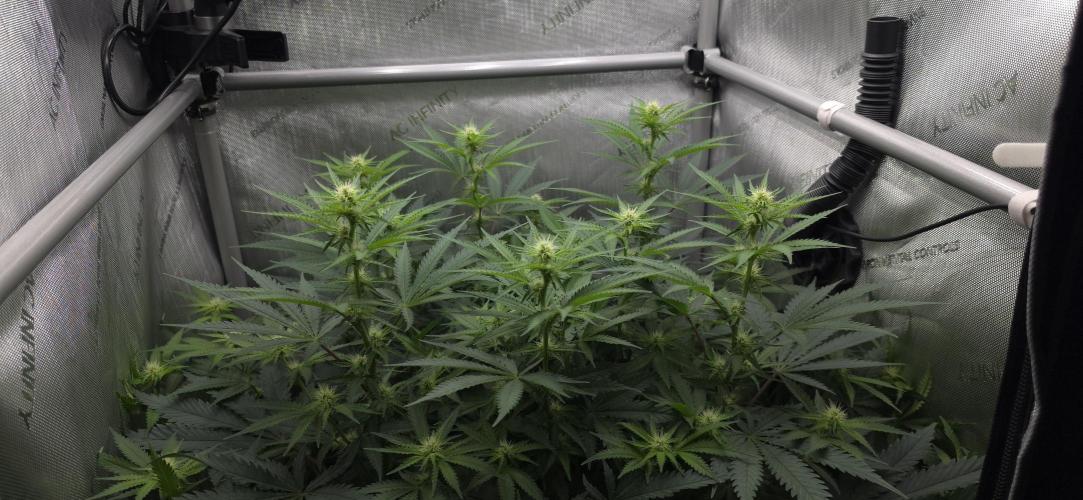 Gorilla Runtz - Living Soil. Week 8