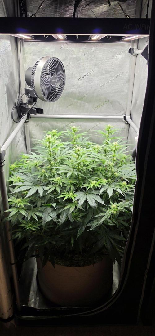 Gorilla Runtz - Living Soil. Week 8