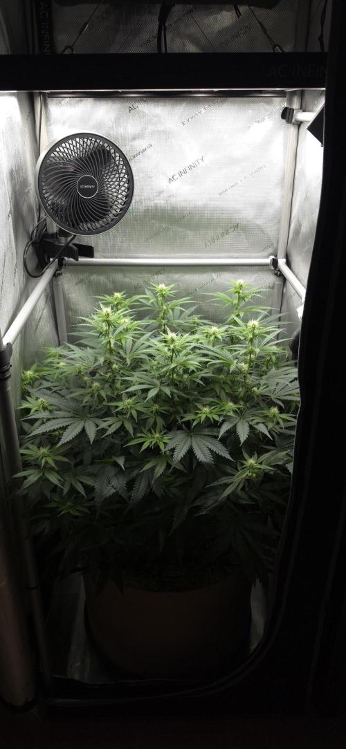 Gorilla Runtz - Living Soil. Week 8