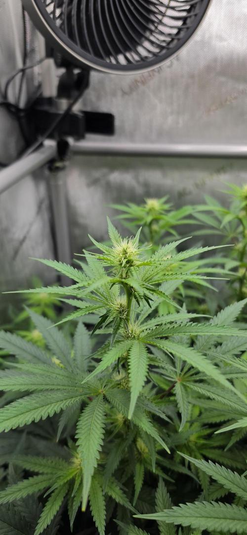 Gorilla Runtz - Living Soil. Week 8