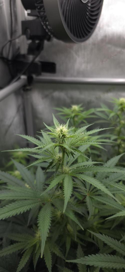 Gorilla Runtz - Living Soil. Week 8