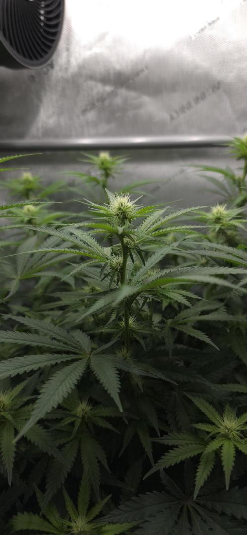 Gorilla Runtz - Living Soil. Week 8