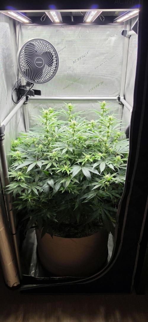 Gorilla Runtz - Living Soil. Week 8