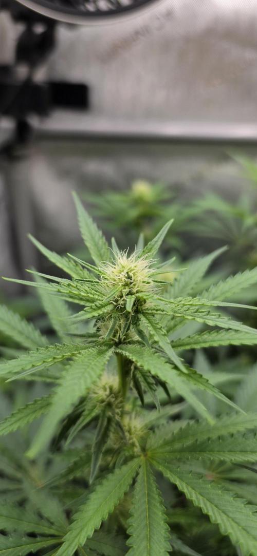 Gorilla Runtz - Living Soil. Week 8