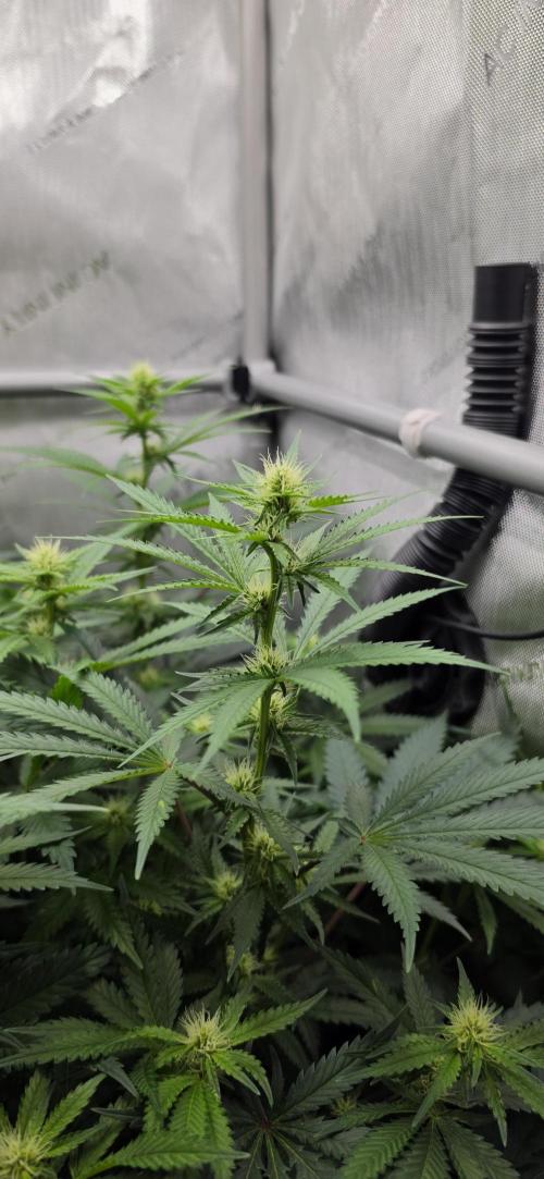 Gorilla Runtz - Living Soil. Week 8
