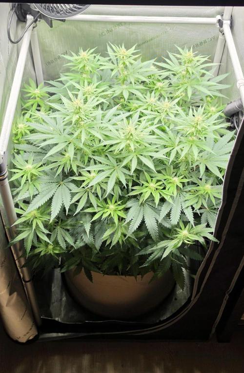 Gorilla Runtz - Living Soil. Week 8