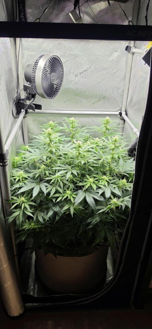 Gorilla Runtz - Living Soil. Week 8