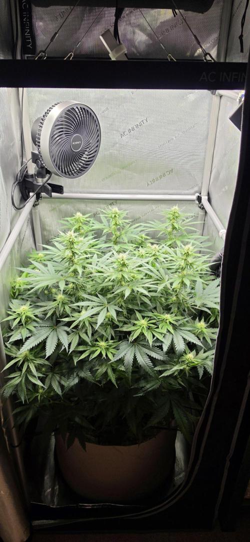 Gorilla Runtz - Living Soil. Week 8