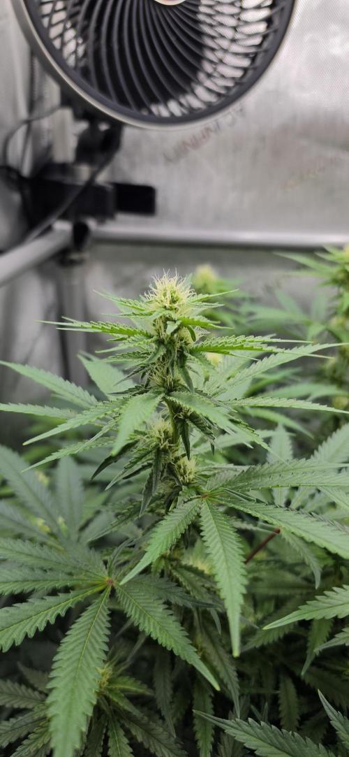 Gorilla Runtz - Living Soil. Week 8