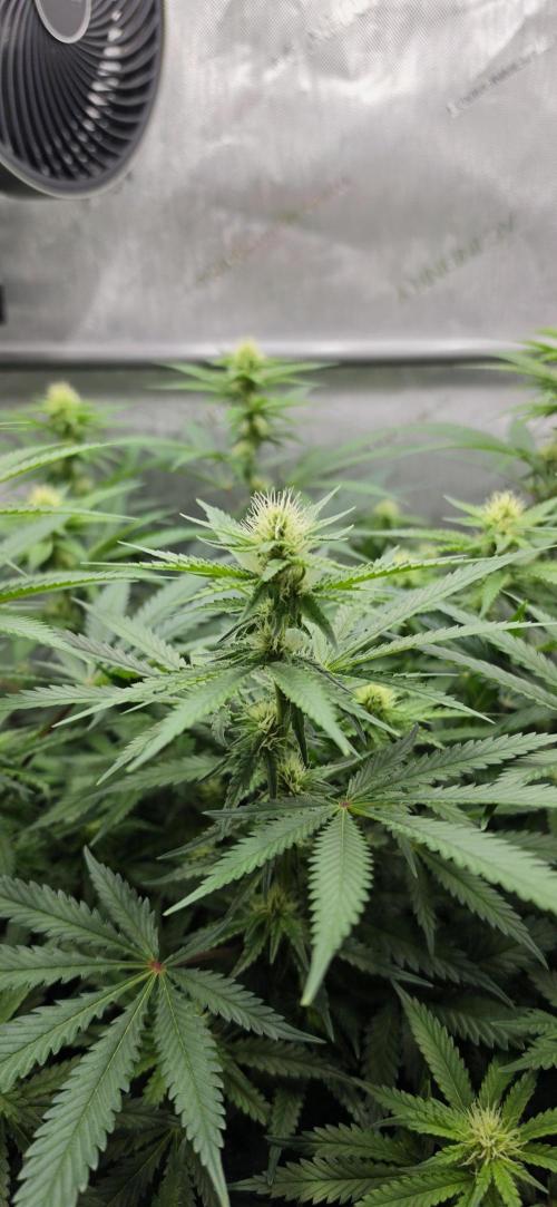 Gorilla Runtz - Living Soil. Week 8