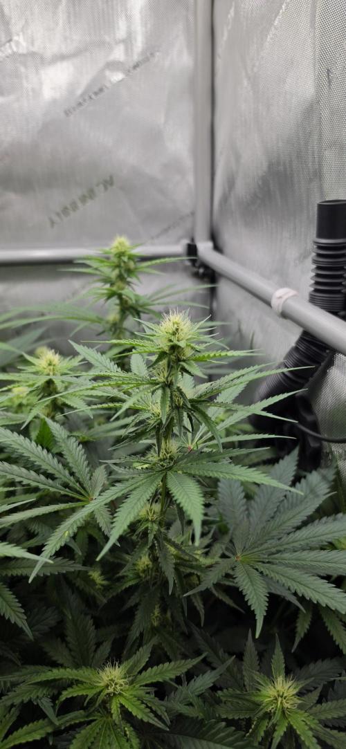 Gorilla Runtz - Living Soil. Week 8