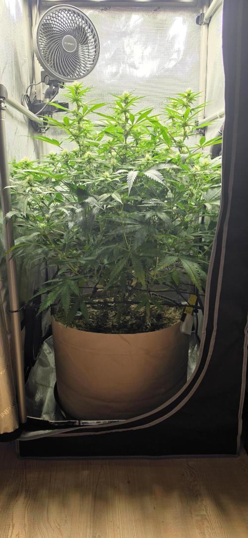Gorilla Runtz - Living Soil. Week 8