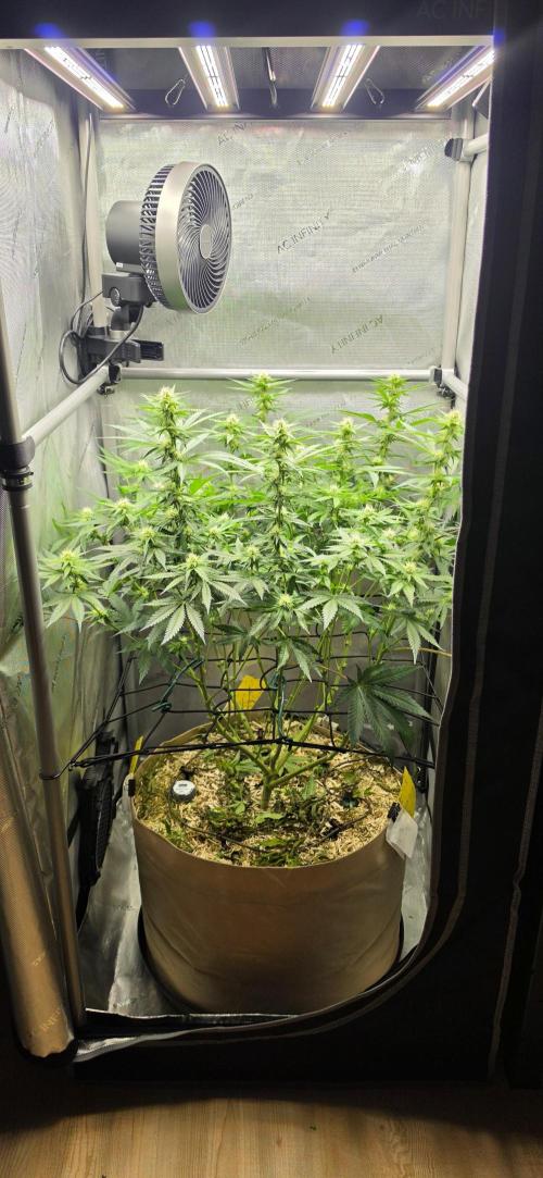 Gorilla Runtz - Living Soil. Week 8