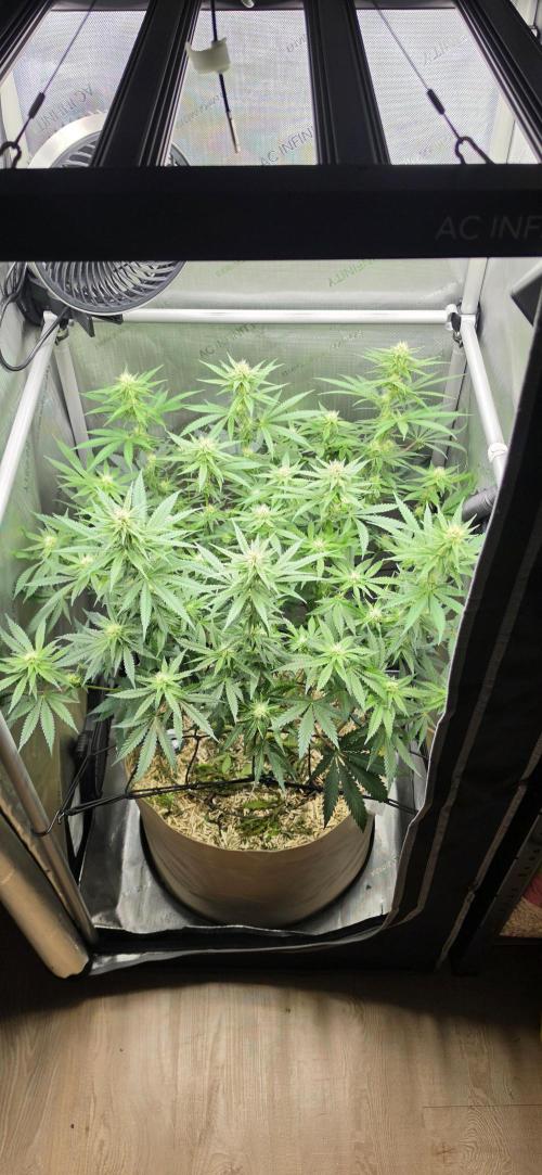 Gorilla Runtz - Living Soil. Week 8