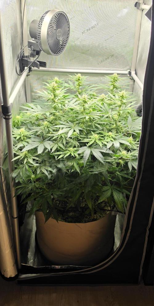 Gorilla Runtz. Week 8