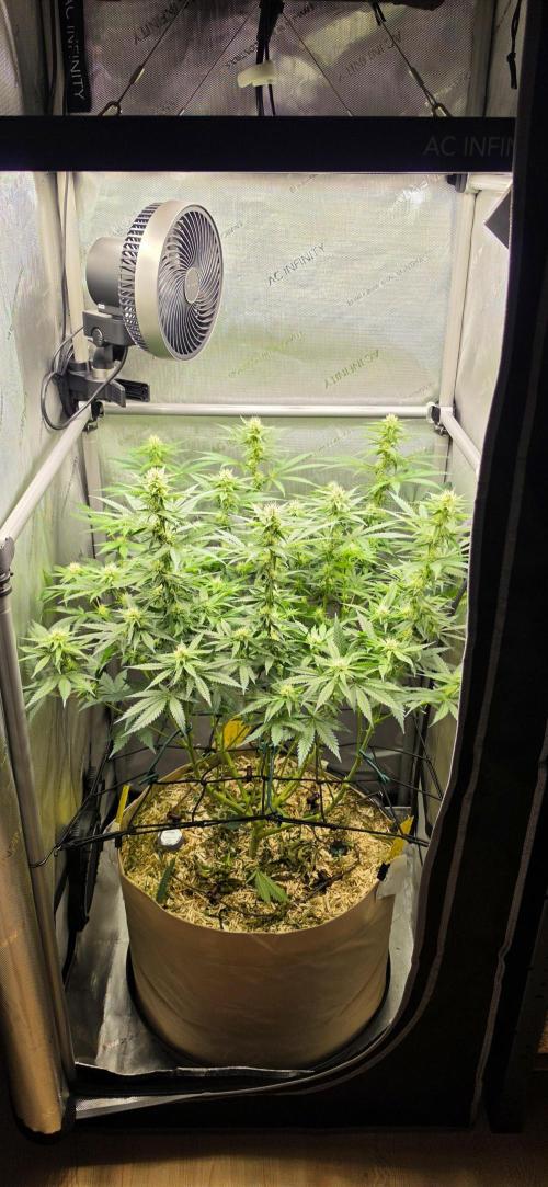 Gorilla Runtz - Living Soil. Week 9