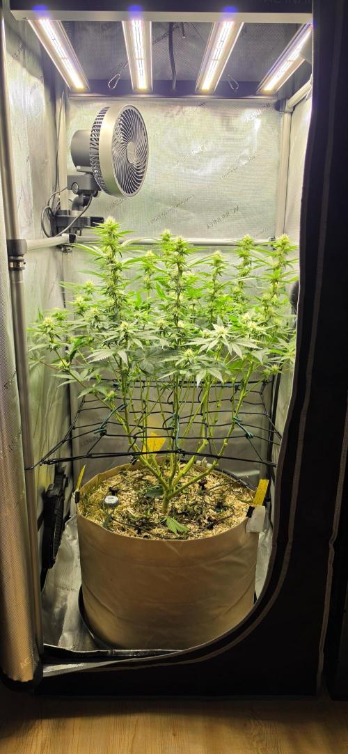 Gorilla Runtz - Living Soil. Week 9