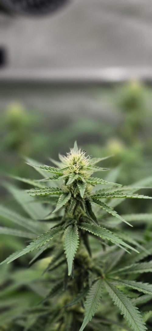 Gorilla Runtz - Living Soil. Week 9