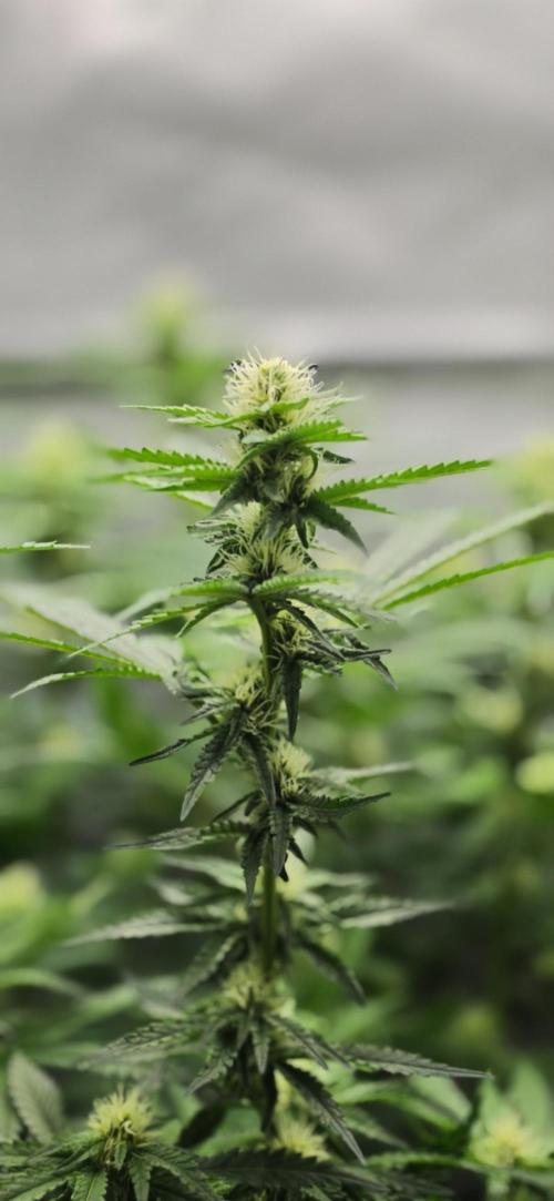 Gorilla Runtz - Living Soil. Week 9