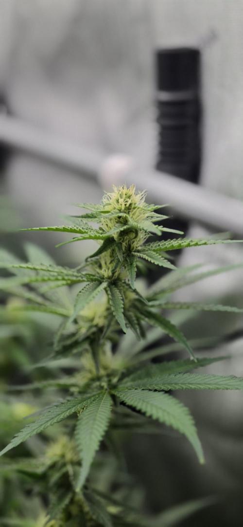 Gorilla Runtz - Living Soil. Week 9