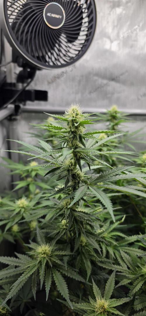 Gorilla Runtz - Living Soil. Week 9