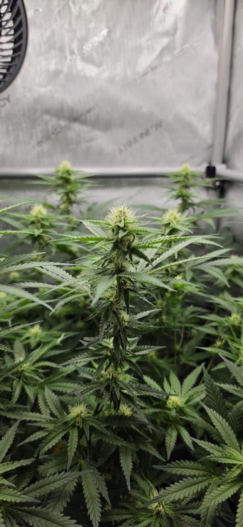 Gorilla Runtz - Living Soil. Week 9