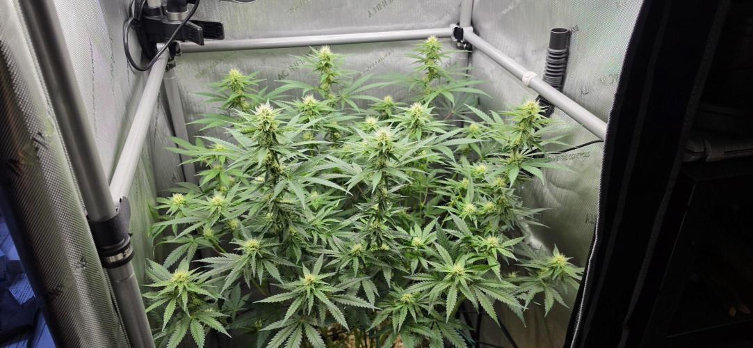 Gorilla Runtz - Living Soil. Week 9
