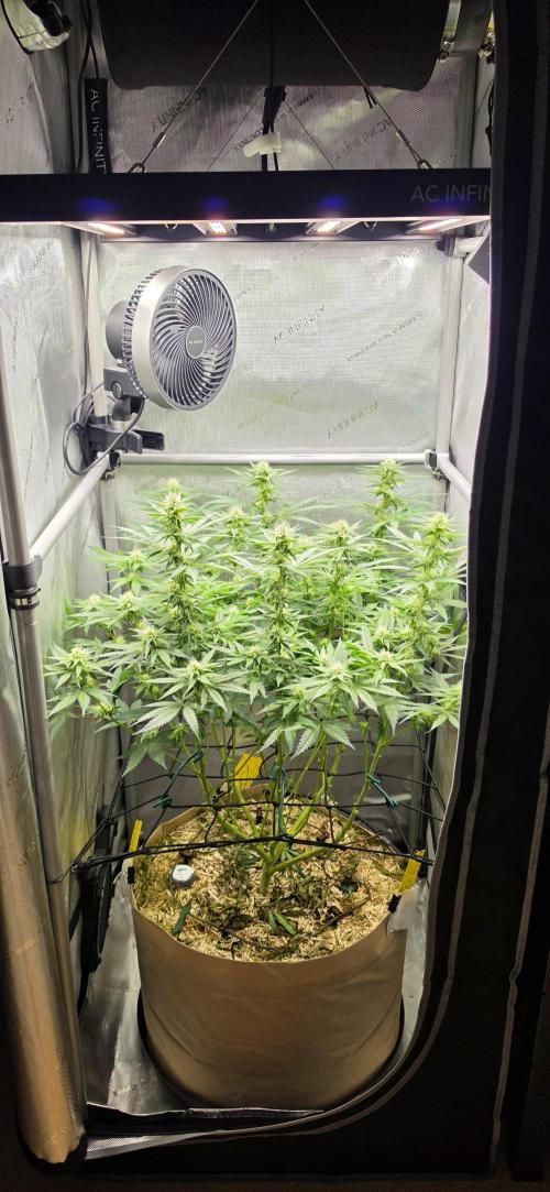 Gorilla Runtz - Living Soil. Week 9