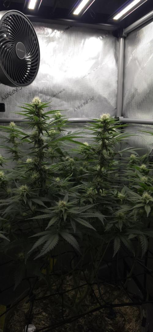Gorilla Runtz - Living Soil. Week 9