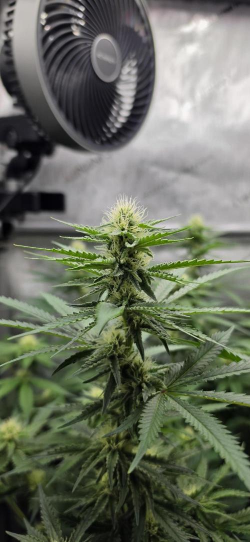 Gorilla Runtz - Living Soil. Week 9