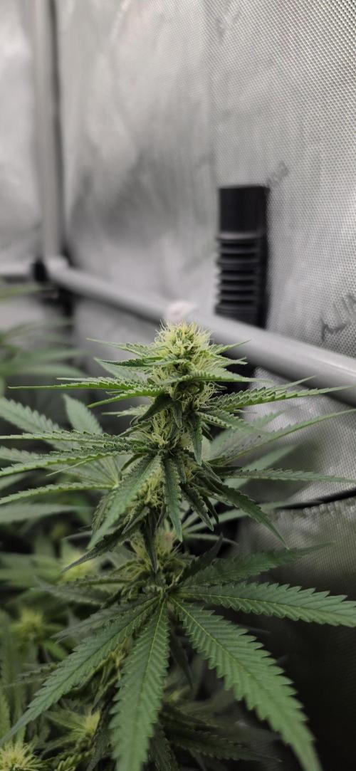 Gorilla Runtz - Living Soil. Week 9