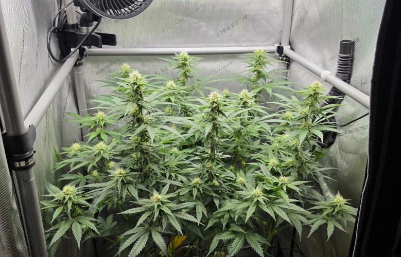 Gorilla Runtz - Living Soil. Week 9