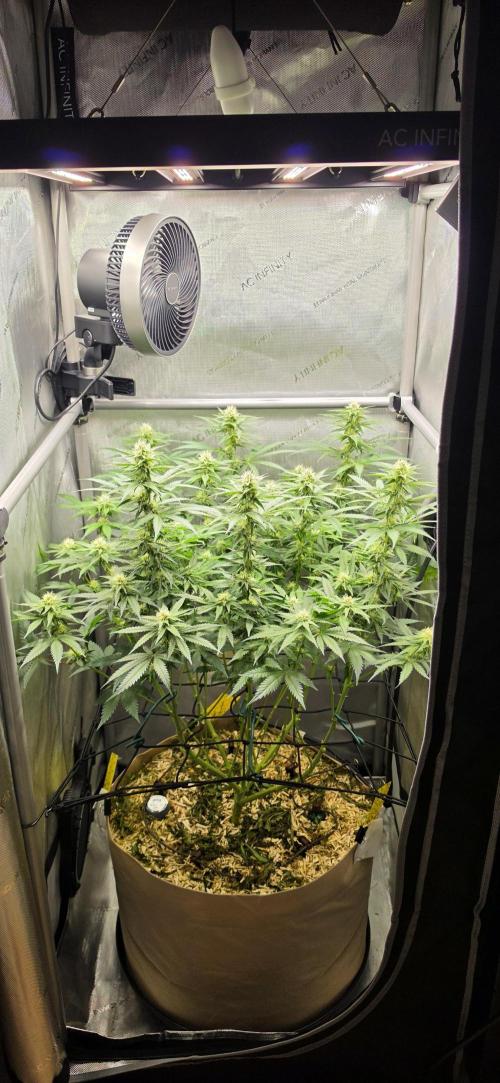 Gorilla Runtz - Living Soil. Week 9