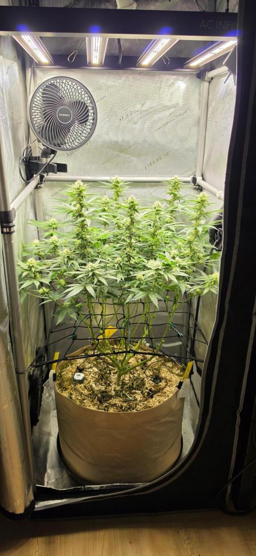 Gorilla Runtz - Living Soil. Week 9