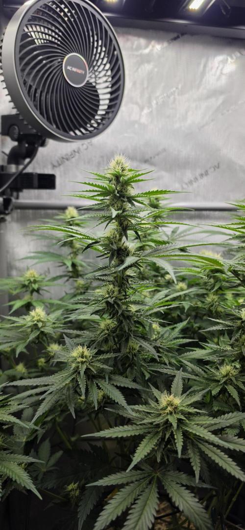 Gorilla Runtz - Living Soil. Week 9